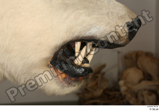 Polar bear mouth teeth 0001.jpg
